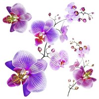 samolepiaca-dekoracia-orchids-30-x-30-cm
