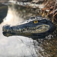 plavajuca-dekoracia-krokodyl