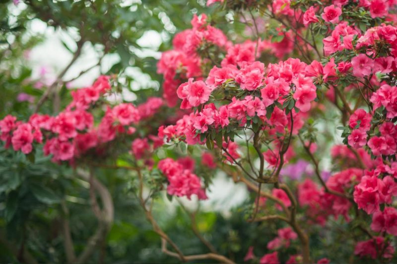 ker ružového rododendronu