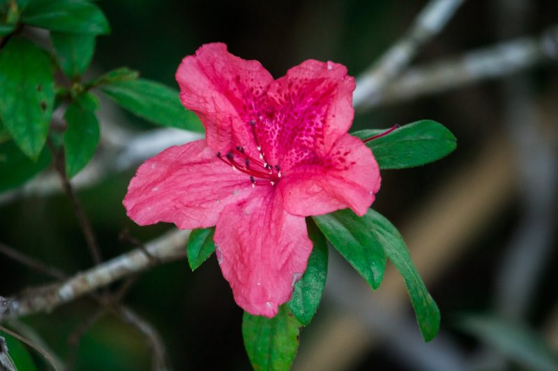 ružový rododendron