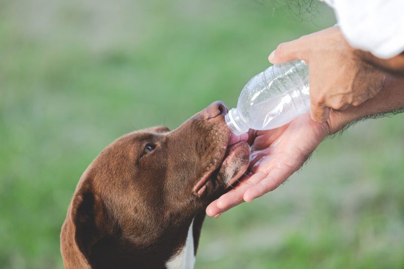 pes, ktorý poje vodu z fľaše