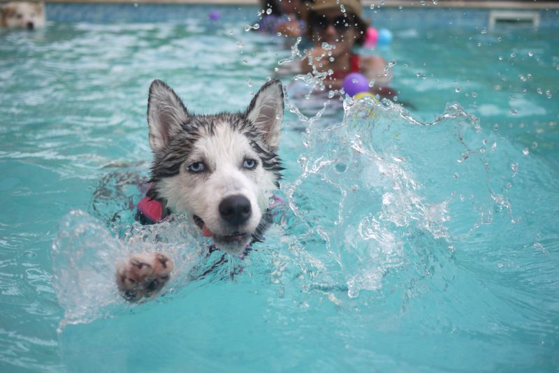 Pes pláva v bazéne