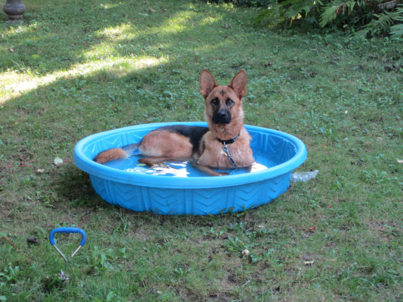 Pes sa chladí v bazéne