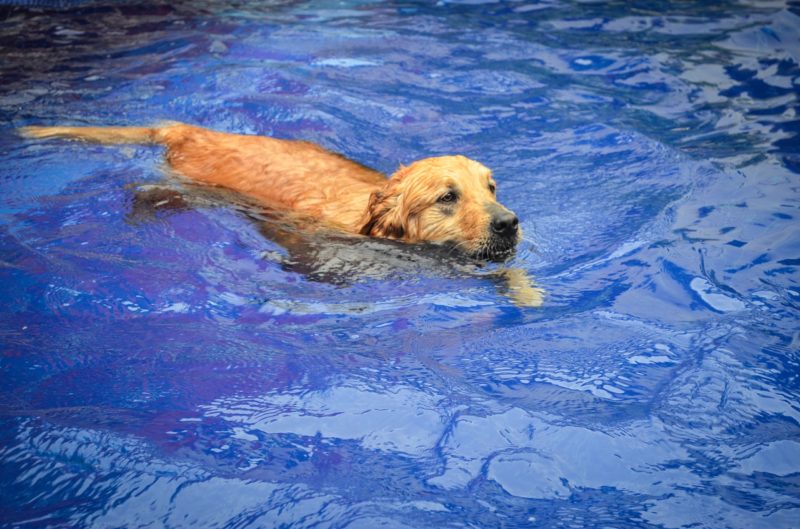 Pes v modrom bazéne