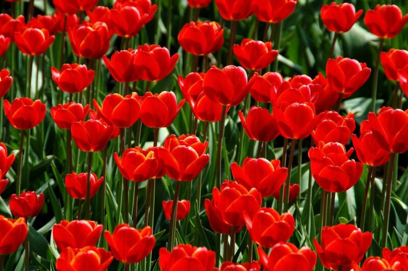 záhon tulipánov