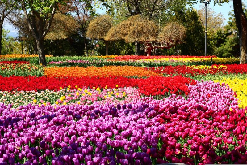 farebné tulipány